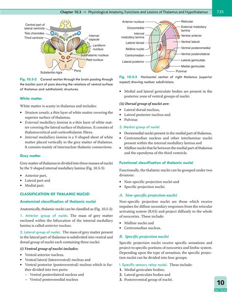 SOLUTION: Physiological anatomy functions and lesions of thalamus and ...