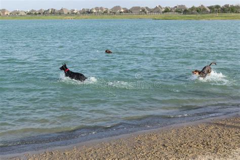 Honden Die En In Water Voorbij Het Strand Van Het Hondpark Spelen Halen