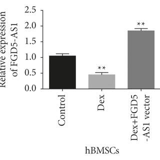 Overexpression Of LncRNA FGD5 AS1 Promotes Cell Proliferation And