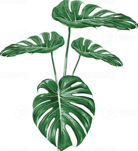 Green Monstera Leaf Drawing On Isolated Transparency Backgroundtropical Leaves Object 8848161 Png