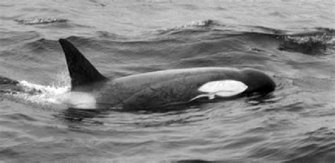 B Type B Killer Whale Seen Feeding With Type As On 21 January 2009