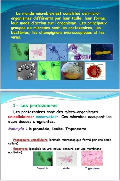 Re Ann E Secondaire Sciences Svt Diversit Du Monde Microbien Re