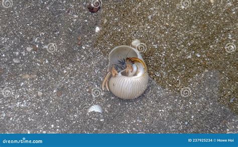 Close Up Hermit Crabs Hides In The Shell In Shallow Ocean Water Clear