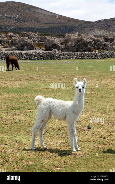 A Cria Baby Llama Near Coqueza Uyuni Salt Lake Bolivia Stock Photo