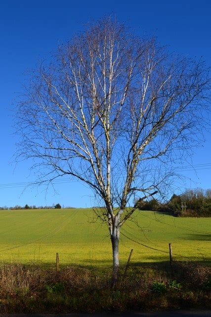 Silver Birch Tree Beside Pilgrims Way David Martin Cc By Sa 2 0