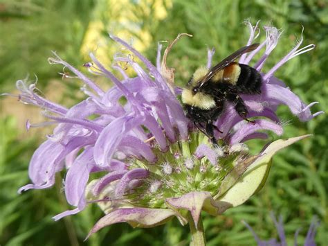 Rusty patched bumblebee is first insect of its kind to be declared an