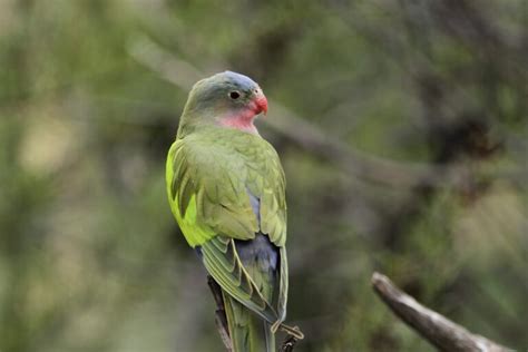 10 of Australia's most elusive birds - BirdLife Australia