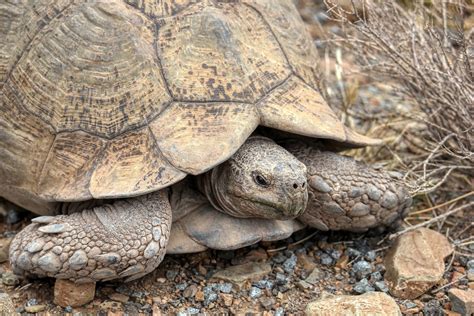 Mojave Desert Tortoise Officially Joins Californias Endangered List