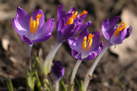 K K Closeup Crocuses Bokeh Violet Hd Wallpaper Rare Gallery