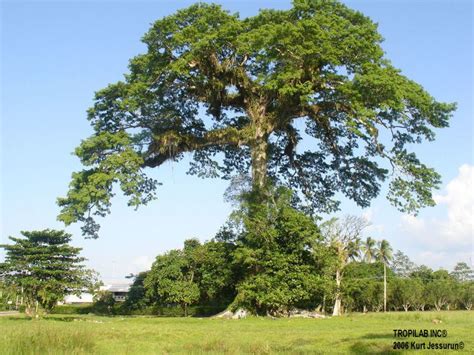 Ceiba Pentandra Alchetron The Free Social Encyclopedia