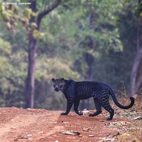 Stunning Rare Wild Black Leopard Photographed in India