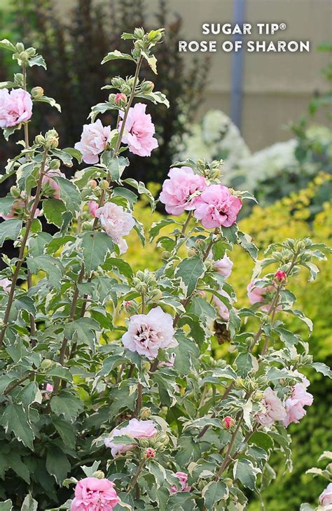 Sugar Tip Rose Of Sharon Hibiscus Syriacus Proven Winners Rose