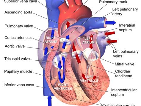 overview of the heart and blood vessels how they work find more ...