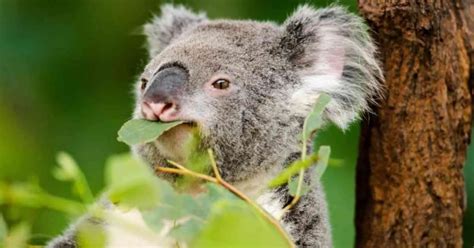 Koala Behavior - AnimalBehaviorCorner