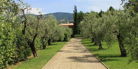 Olive Grove With A View Ghezzi Garden Design