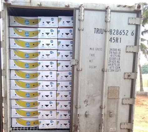 Sastha A Grade Green Cavendish Banana Packaging Type Bunch Or Box