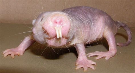 Naked Mole Rat DNA Sequenced Mission Magazine UT Health Science Center San Antonio