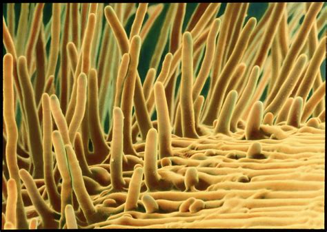 Root Hairs On A Cress Root By Microfield Scientific Ltdscience Photo