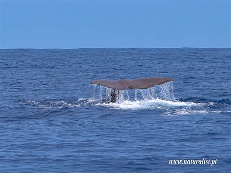 20230603| A day spent with 5 species of Odontoceti!!