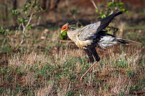 Kruger National Parks Secretary Bird Of South Africa Photo Background