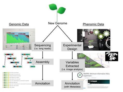 科学网—the Plant Journal：植物基因组与表型组的回顾与展望 郝兆东的博文