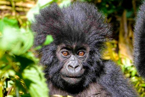 Days Gorilla Trekking Uganda Safari By Road From Kampala City