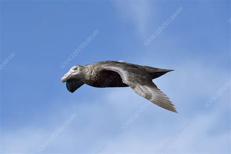 Southern Giant Petrel Stock Image C0264879 Science Photo Library