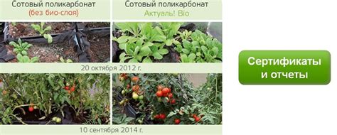Поликарбонат прозрачный АКТУАЛЬ Bio
