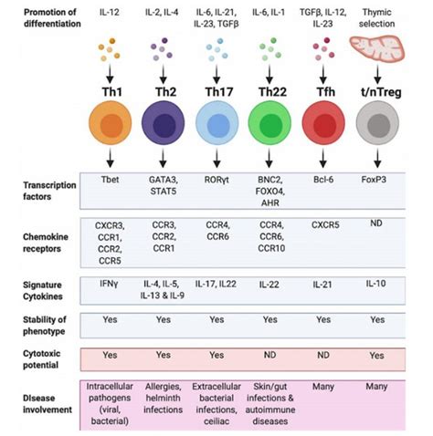 你对cd4 与 “多面孔” 的cd4 T细胞了解多少？ 联科生物