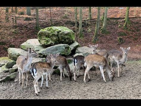 Wildpark Brudergrund In Erbach Youtube