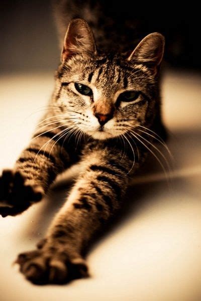 333 best Cats stretching images on Pinterest | Kitty cats, Cat love and ...