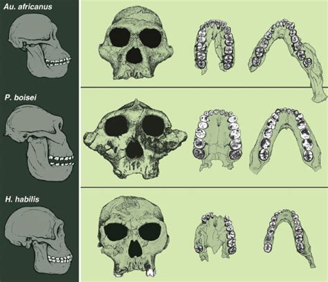 Paranthropus boisei skull replica, Full-size reconstruction, Hominid ...