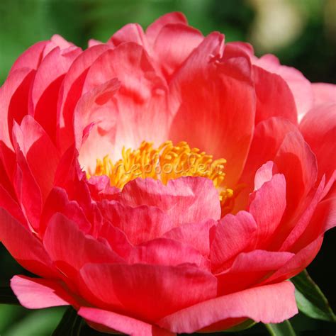 Пион молочноцветковый Корал Сансет: купить саженцы Paeonia lactiflora ...