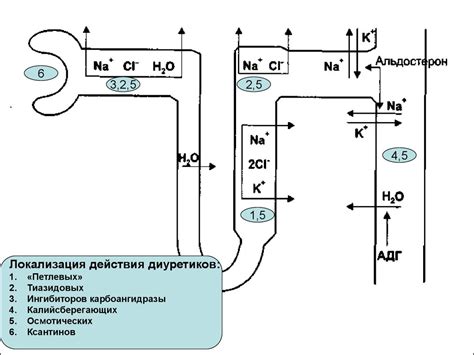 Диуретики (мочегонные средства ) - презентация онлайн