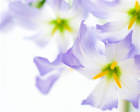 Purple And White Flowered Wallpapers - Wallpaper Cave