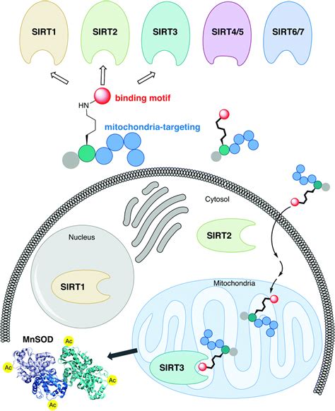 Mitochondria Targeted Inhibitors Of The Human Sirt Lysine Deacetylase