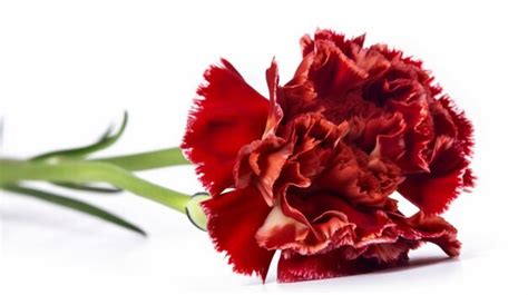 Una Flor De Clavel Rojo Sobre Un Fondo Blanco Foto Premium