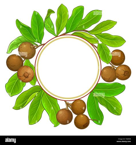 Brazil Nut Branches Frame On White Background Stock Vector Image And Art