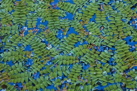 salvinia natans floating fern
