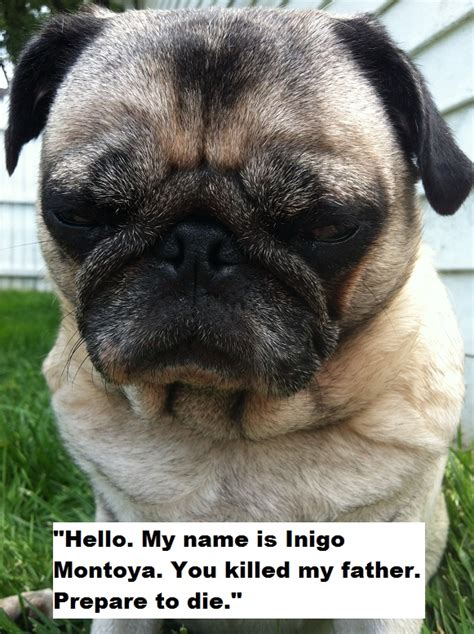 Pug Love Quotes. QuotesGram