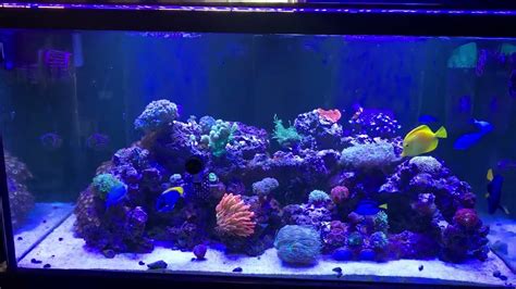 120 Gallon Mixed Reef YouTube