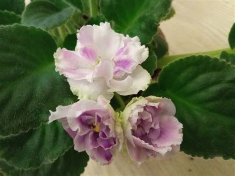 Фиалки! Аметистовое сокровище, фото 1-3, 150 руб. Весёлое Рождество ...