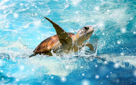 Aesthetic Turtle Wallpapers Top Free Aesthetic Turtle Backgrounds