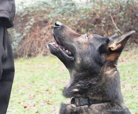 Bungen Zur Impulskontrolle F R Deinen Hund Hunde Hunde Erziehen