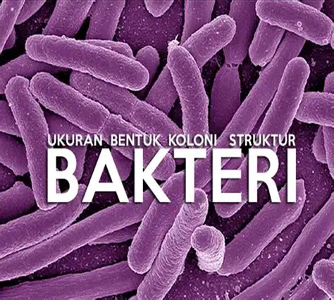 Ciri Ciri Bakteri: Ukuran, Bentuk, Koloni dan Struktur Bakteri LENGKAP