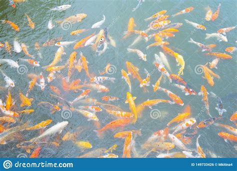 Muitos Peixes Do Excremento Para Nadar Na Lagoa Foto De Stock Imagem