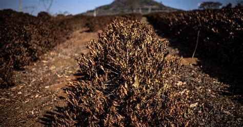 ¿el Cambio Climático Puede Cambiar La Alimentación Del Mundo Esto Dice