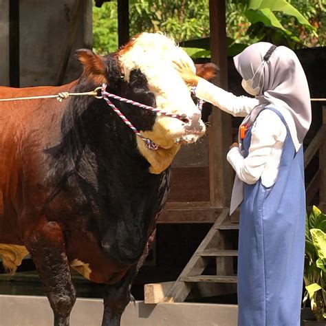 6 Potret Ria Ricis Dengan Sapi Jumbo Untuk Kurban Rela Berburu Hingga