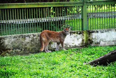 Puma Concolor Ya Cumplió 7 Meses De Vida En El Refugio Faunístico