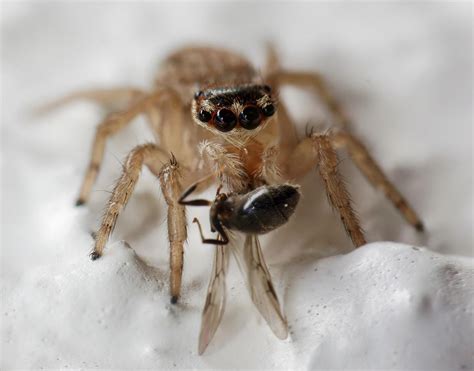 A female maratus griseus enjoying the ants in my backyard. Jumpers are the cutest pest control ...